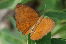 Scirpophaga rhodoproctalis - Winkliger Sternfalter